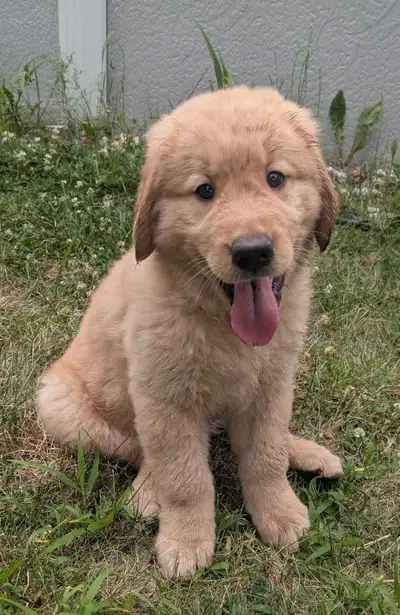 Chiot Golden caramel, View more