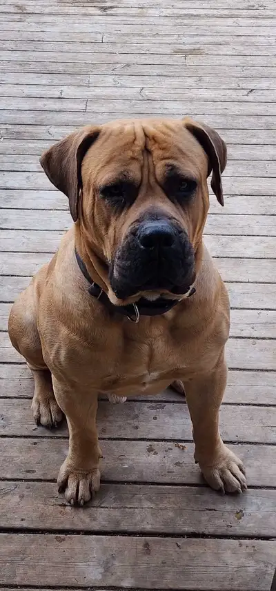 Doing breeding Easter long weekend. Puppies will be availible end of August. Not going to register p...