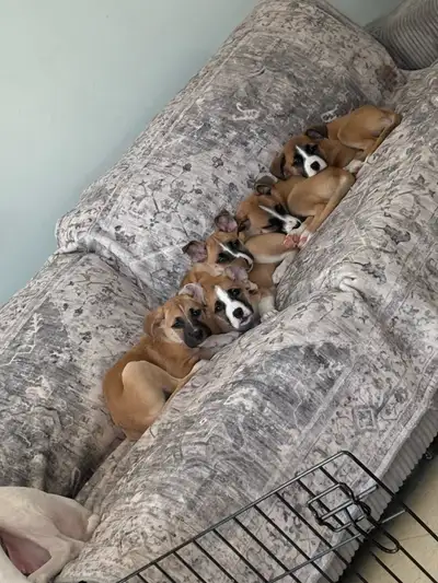 Our Boxer x Husky puppies are the perfect blend of playful energy and loyal companionship! This beau...