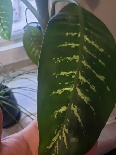 indoor plant, View more