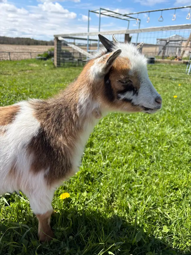  Nigerian dwarf  Doe in Livestock in Owen Sound - Image 6