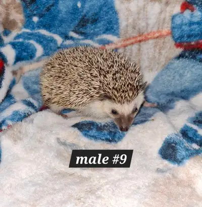 two hedgehogs, $50 each, View more