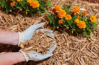  Looking for Bedding Mulch 