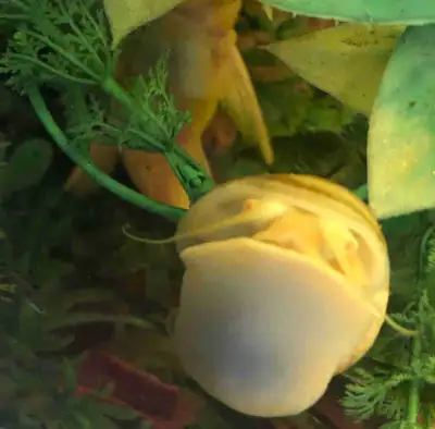 Albino Mystery Snails , View more