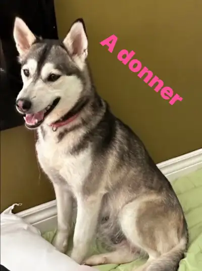 Husky siberien, View more