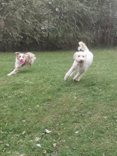 I have many years of experience working with dogs and am a lifelong dog lover. As a true believer th...