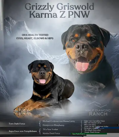 CKC and AKC Rottweiler stud, View more