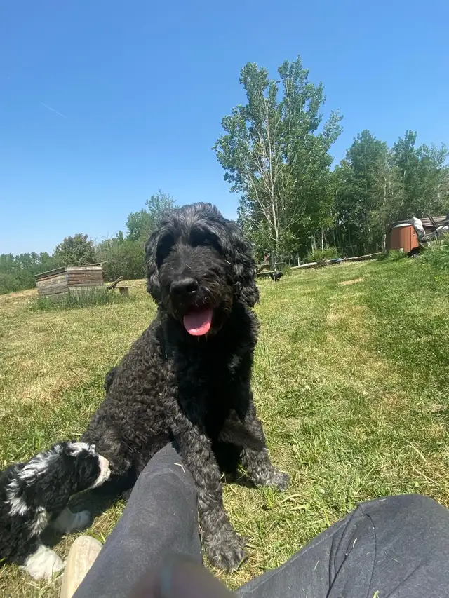 2 pups left!!  F2  Bernsheedoodle puppies in Dogs & Puppies for Rehoming in Strathcona County - Image 5