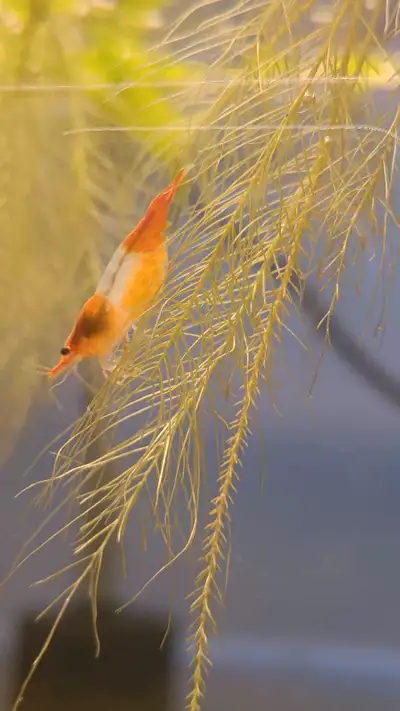 Orange Rili - Neocaridina shrimp, View more
