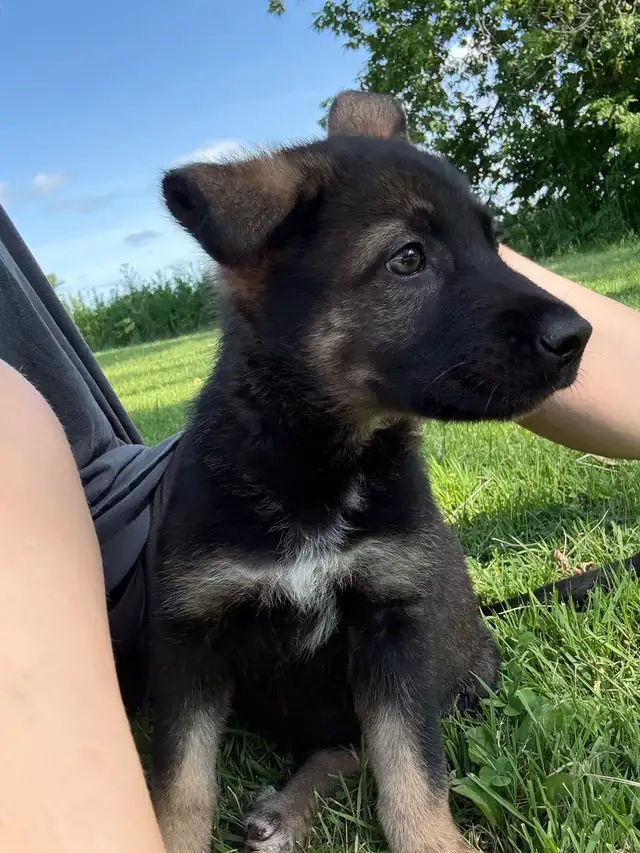 German Shepherd puppies in Dogs & Puppies for Rehoming in Ottawa - Image 8