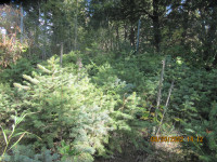 Small blue spruce and swedish quaking aspen trees