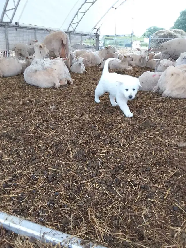 Maremma pyrenees  livestock guardian puppies in Dogs & Puppies for Rehoming in Owen Sound - Image 7