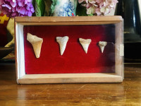 Vintage Shark Tooth Collection from Spain