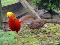 ISO Red Golden pheasant 