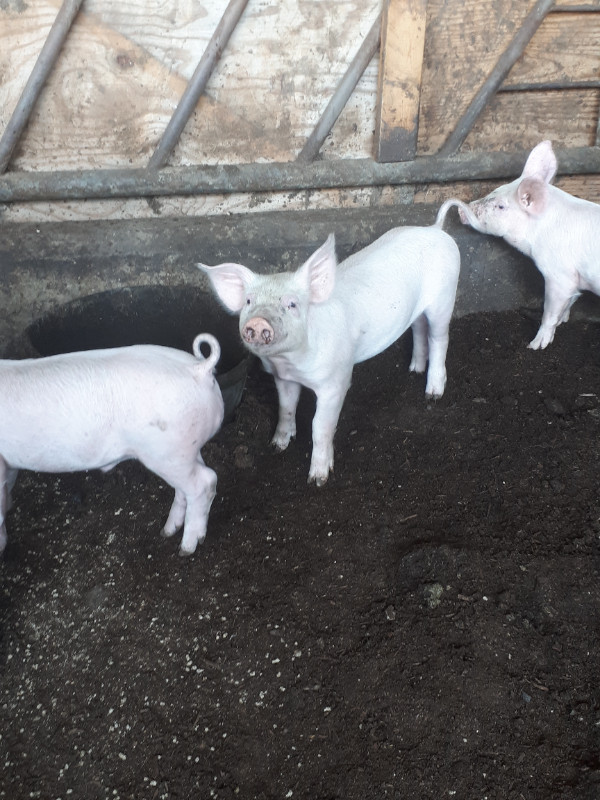 Piglets for sell in Equestrian & Livestock Accessories in Abbotsford - Image 4