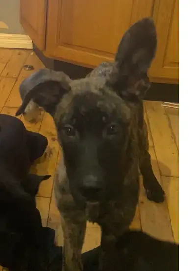 cane corso x Malinois puppies, View more