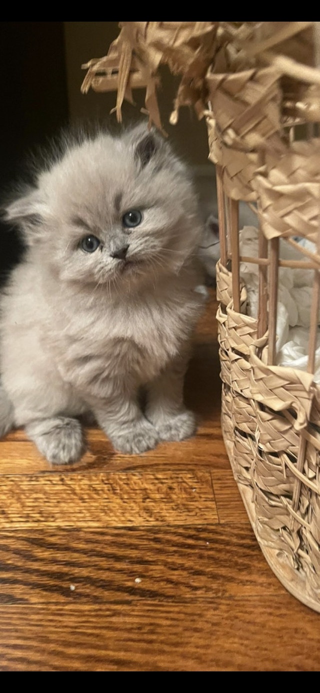 Himalayan Ragdoll Persian kittens Cats & Kittens for Rehoming