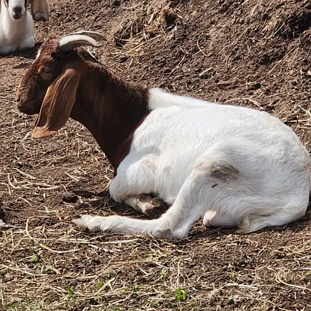  20 Purebred Boer Bucklings – 4 Months Old – $350 Each in Livestock in Oshawa / Durham Region - Image 2