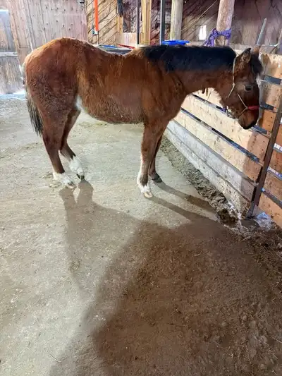 2025 Bay AQHA Colt - ExceptionalAQHA Performance Prospect, View more