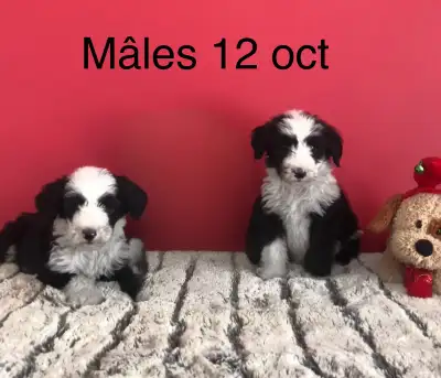 sheepadoodle beaucoup de choix :)(gris), View more