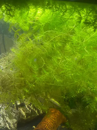 floating plants, View more