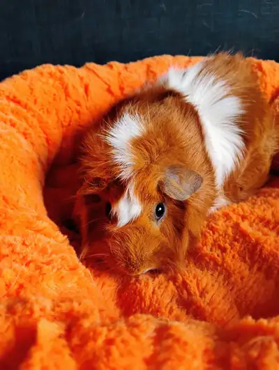 Female Abyssinian Guinea pig, View more