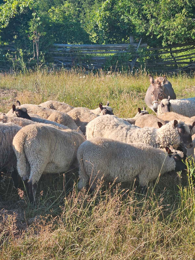 Halal Lambs/Sheep in Livestock in Kawartha Lakes - Image 3