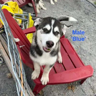 Husky Puppies - Only 1 Remaining!, View more