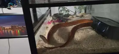 snakes for sale, View more