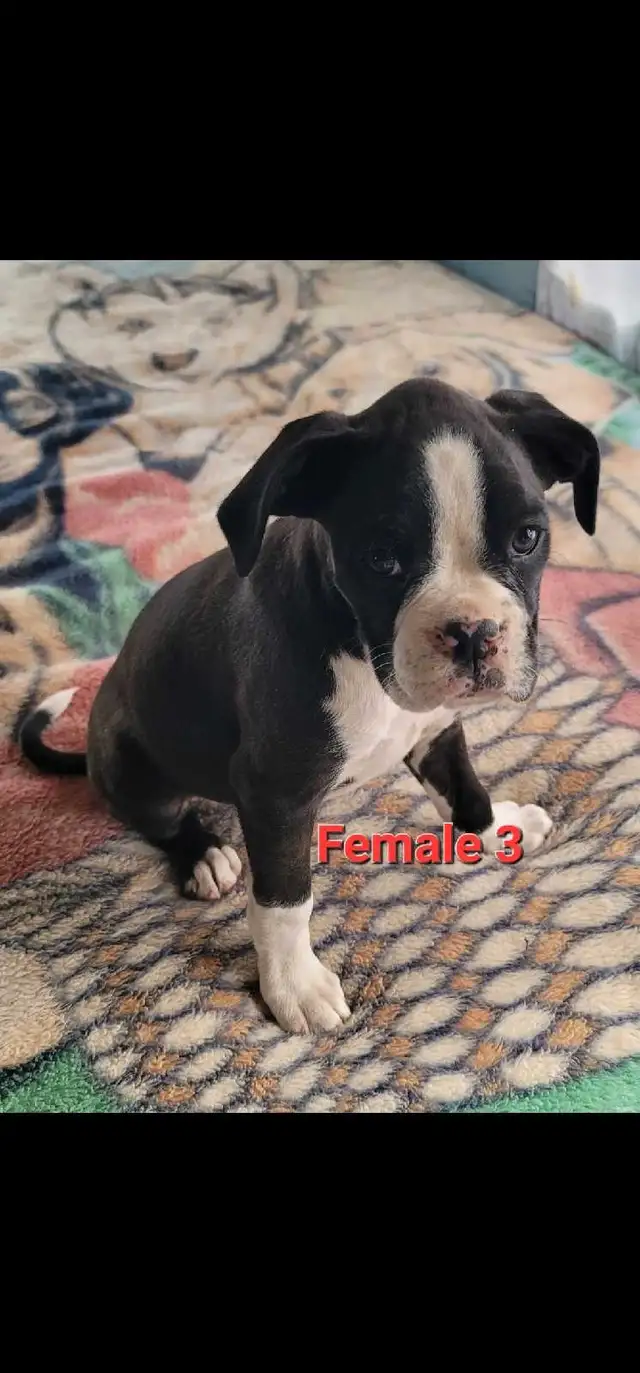 Boxer puppies in Dogs & Puppies for Rehoming in Prince George - Image 4