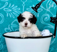 Havanese CKC Reg’d Purebred Male Puppy