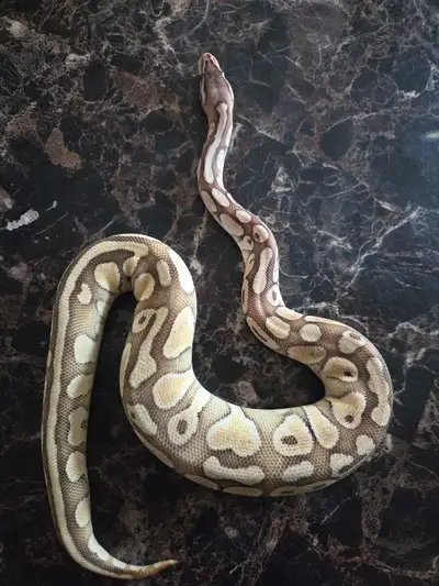 ballpythons females, View more
