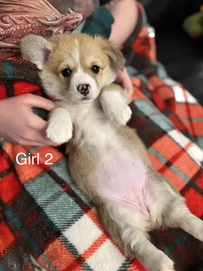 Pembroke Welsh Corgi Puppies available , View more