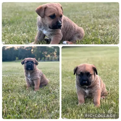 Adorable Dogoherd Puppies, View more