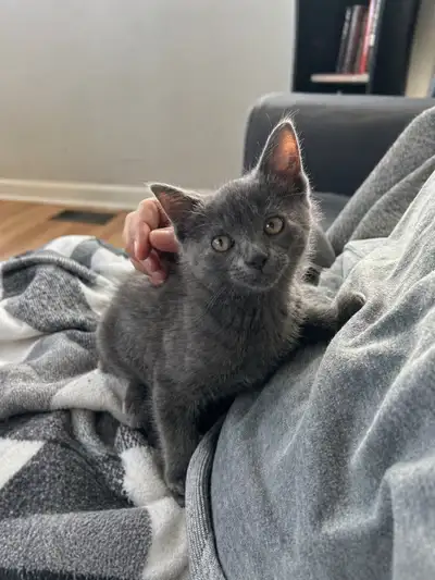 Grey male kitten , View more