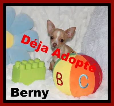 VENDU Chihuahua❤Mâle Blond ❤️Protection100%.Garantie, View more