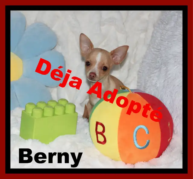 VENDU Chihuahua❤Mâle Blond ❤️Protection100%.Garantie in Dogs & Puppies for Rehoming in Laval / North Shore - Image 2