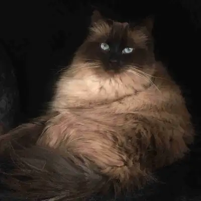 Looking for a short-term rental in the Sherwood Park area. I’m in the process of selling my home and...