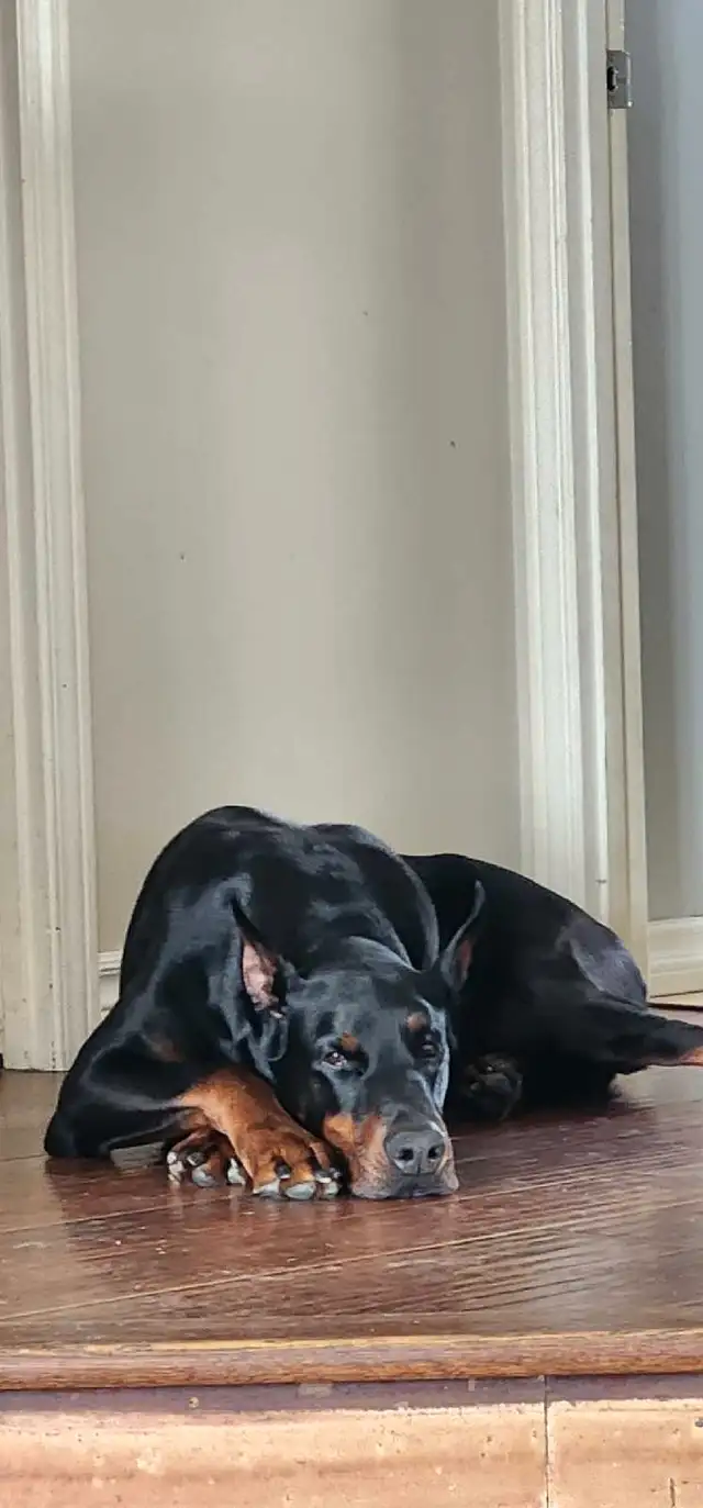 Doberman Européen et/ou américain in Dogs & Puppies for Rehoming in Laval / North Shore - Image 6