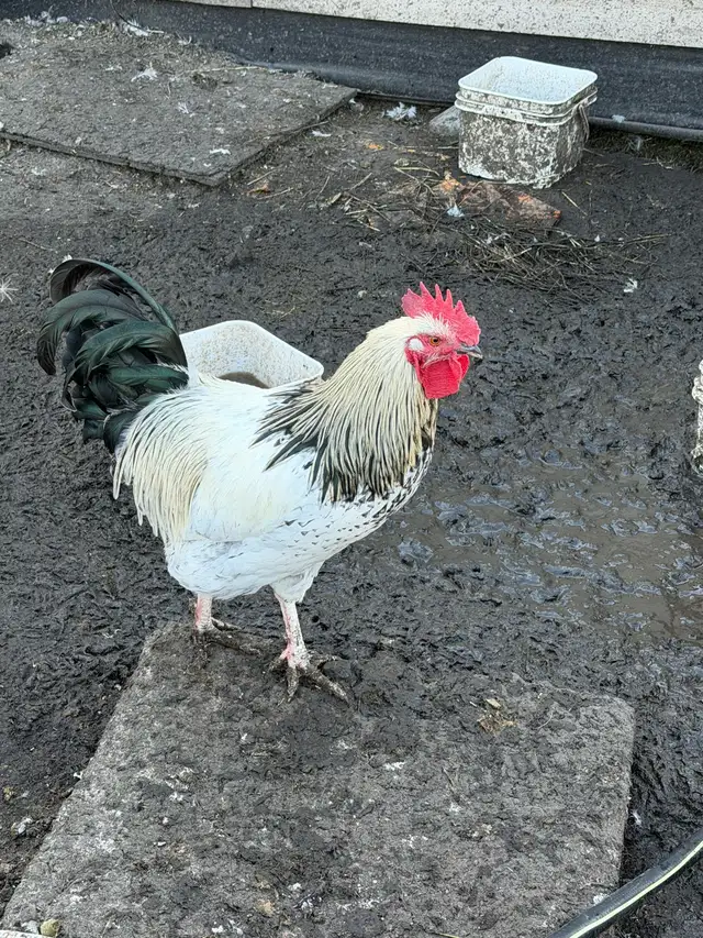 3 Roosters in Livestock in Edmonton - Image 2