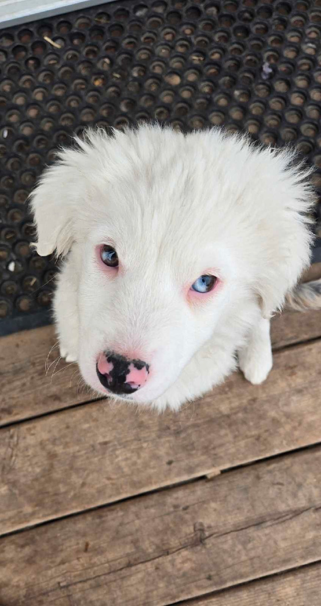❤️ 2 Mini Aussie pups Available❤️ in Dogs & Puppies for Rehoming in Edmonton - Image 2
