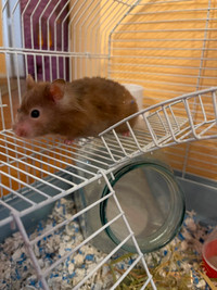 Hamster Syrien