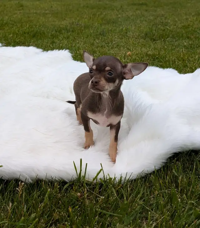 RARE Chihuahua pups READY TO GO!  in Dogs & Puppies for Rehoming in Oakville / Halton Region - Image 4