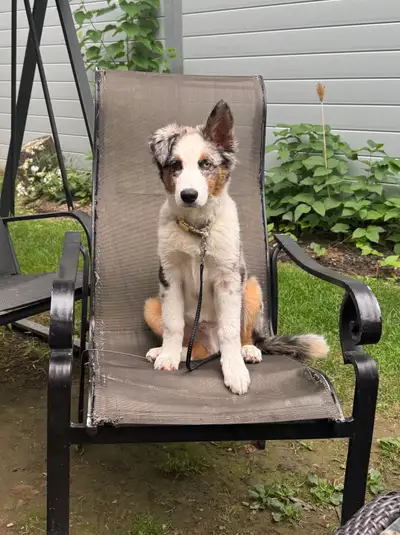 16 weeks Australian Shepherd puppy, View more