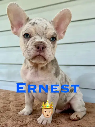 Rare Isabella & Tan Color French bulldogs - Bouledogue Francais, View more