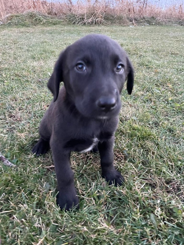 Labrador puppies ( male) for sale 500 Dogs & Puppies for Rehoming