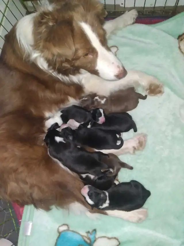 Purebred Border Collie puppies in Dogs & Puppies for Rehoming in Moncton - Image 8