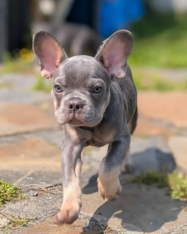 Bouledogue Français Chiots in Dogs & Puppies for Rehoming in Lanaudière - Image 3