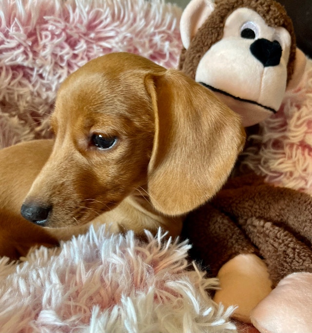 Miniature Dachshund Dogs & Puppies for Rehoming Edmonton Kijiji