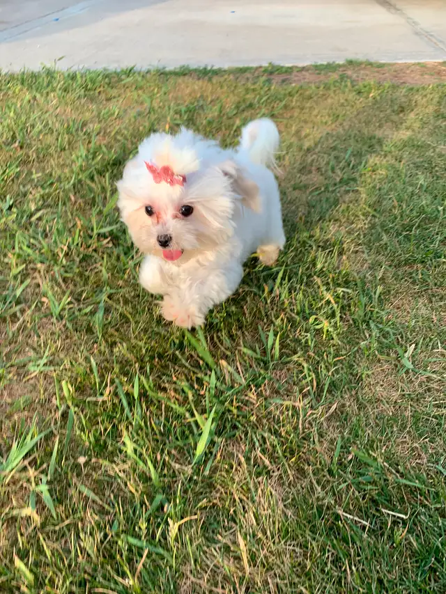 Maltipoo older pup in Dogs & Puppies for Rehoming in Edmonton - Image 7